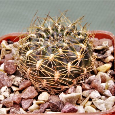 Sulcorebutia sp.1