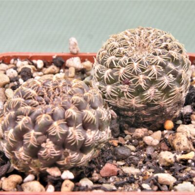 Sulcorebutia sp.2