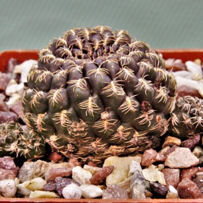 Sulcorebutia sp.3