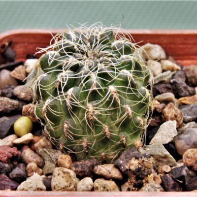 S.tarabucoensis-HS-1425-
