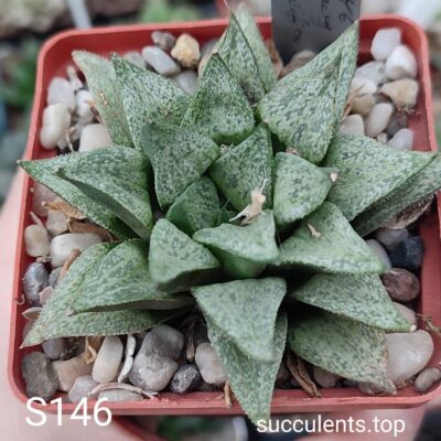 насіння S146 haworthia selection seeds
