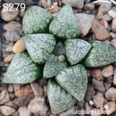 насіння S279 haworthia EMELYAE PICTA cherv seeds