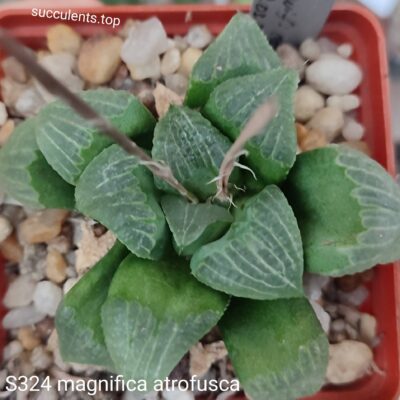 S324 haworthia magnifica atrofusca seeds