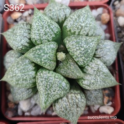 насіння S362 haworthia emelyae GM259 seeds