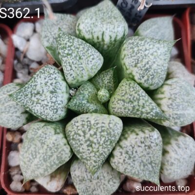 насіння S362.1 haworthia emelyae  GM259 seeds