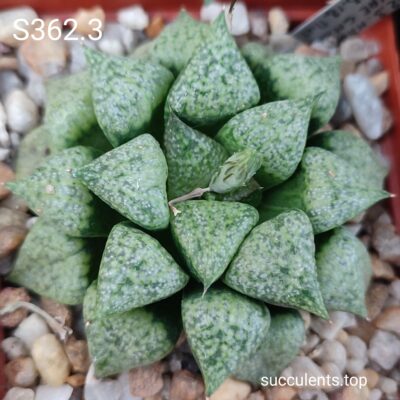 насіння haworthia S362.3 emelyae GM259 seeds