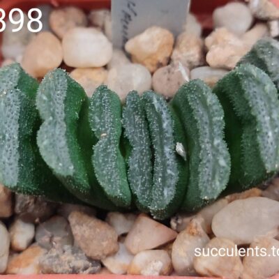 насіння haworthia S398 truncata Duseldorp seeds