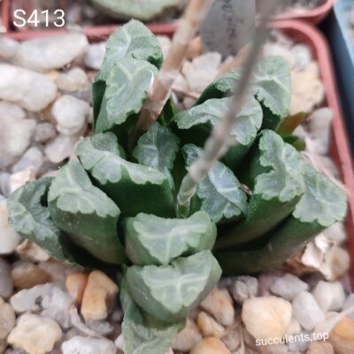 S413 haworthia maughanii x haw seeds