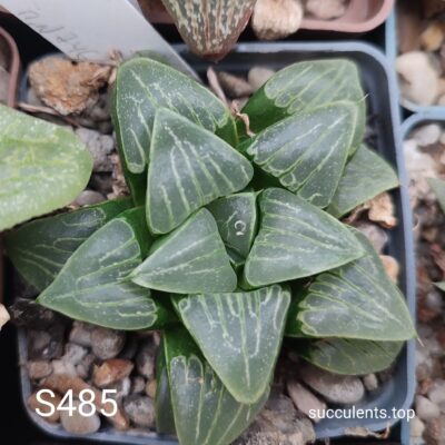 насіння S485 haworthia bayeri x haw seeds
