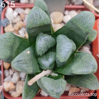 насіння S615 haworthia selection seeds
