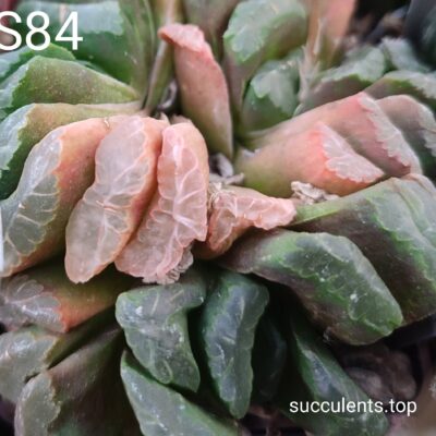 насіння S84 haworthia truncata x haw seeds