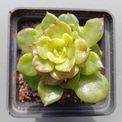 Sedeveria Rolly