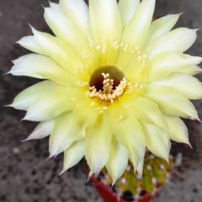 ECHINOPSIS HYBRID -SELENA-