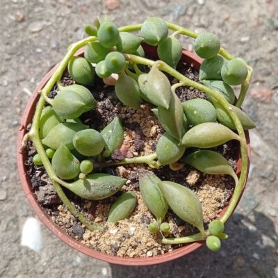 Senecio radicans