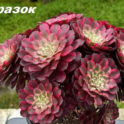 Aeonium `Snow Girl` fa. variegata (D pl.=10)-3354(394)