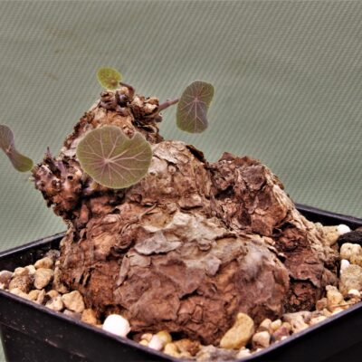 Sterphania  kaweesaki  Thailand 1.