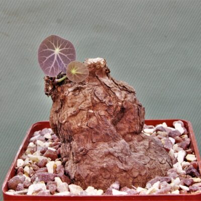 Sterphania-kaweesaki-Thailand-4