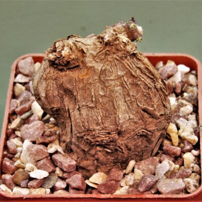 Sterphania-kaweesaki-Thailand-8