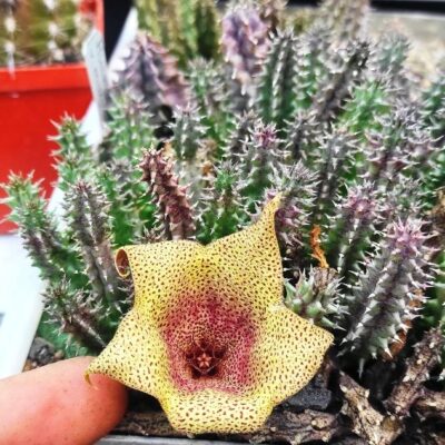 TAWARESIA MEINTJESII