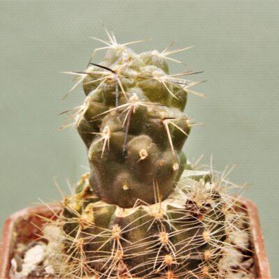 Tephrocactus-alexanderi-1