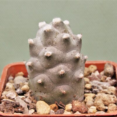 Tephrocactus-articulatus-f.inermis-MS-1988-Marayes-SL.