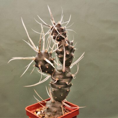 Tephrocactus-articulatus-papyracanthus-2