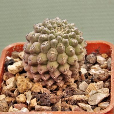 Thelocephala-glabrescens-PV-1916-2