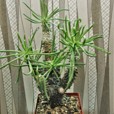 Tylecodon-wallichii