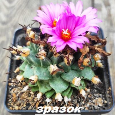 Turbinicarpus alonsoi - насіння, порція 25 шт