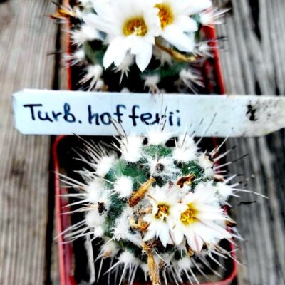 Turbinicarpus hoferi - НАСІННЯ