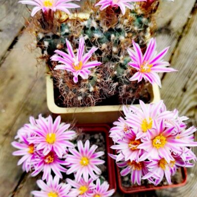Turbinicarpus pseudomacrochele