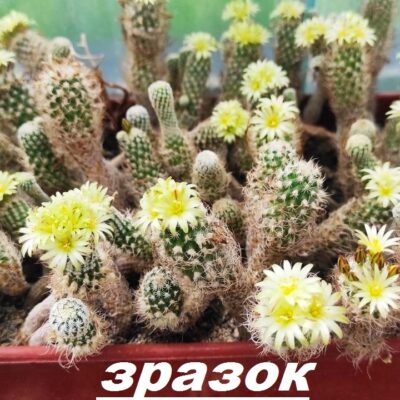 Turbinicarpus pseudomacrochele ssp. krainzianus v. minimus - насіння, порція 25 шт