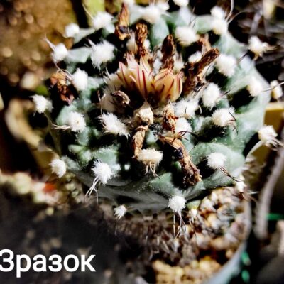 Turbinicarpus swobodae