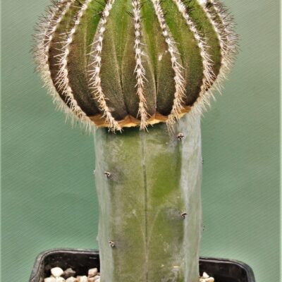 Uebelmania-pseudopectinifera-1