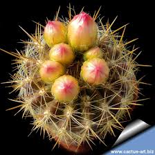 Neoporteria chilensis - v.albidiflora