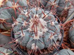 Echinocactus horizonthalonius v. subikii - RS 615 - Ejido Soledad, NL.