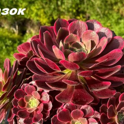 Aeonium `Wedding Dress` (D pl.=8)-3361(286)