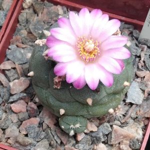 Lophophora jourdaniana -cube-6cm-прихована підщепа-
