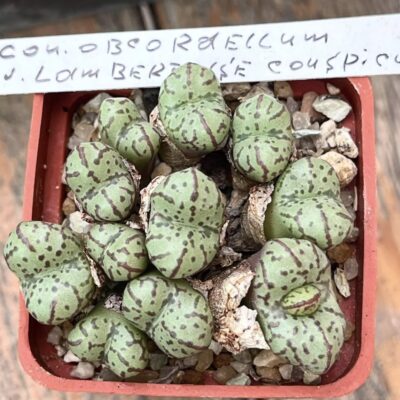 conophytum obcordellum lambertense conspicuum