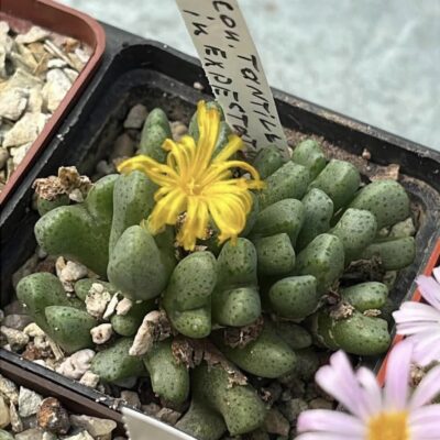 conophytum spec