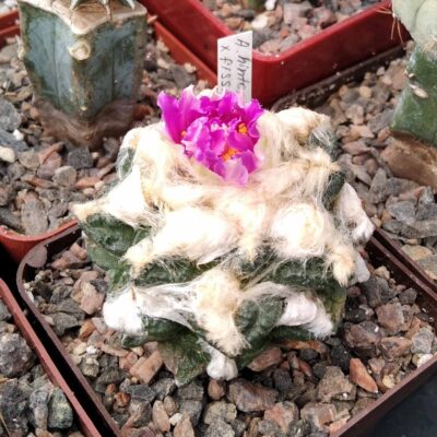 Ariocarpus hintonii x fissuratus -cube-7cm-щеплений-