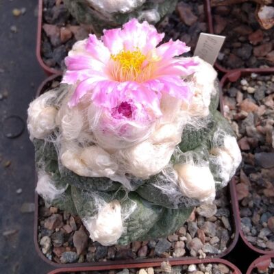 Ariocarpus lloydii cv."Ball Shape"-cube-7cm- щеплений-