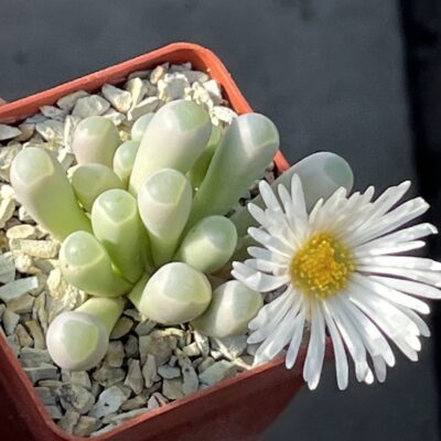 fenestraria rhopalophylla біла квітка
