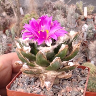Ariocarpus kotschoubeyanus x skapharostrus -cube-7cm- щеплений-