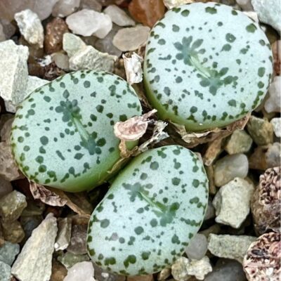 conophytum obcordellum