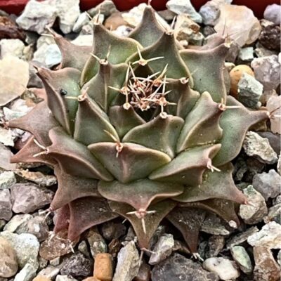 obregonia denegrii