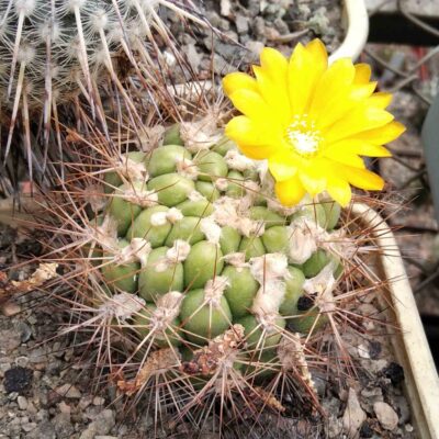Weingartia riograndensis -Mesa Garden-10+years-