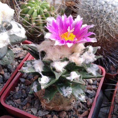 Ariocarpus kotschoubeyanus x agavoides -cube-7cm -щеплений-