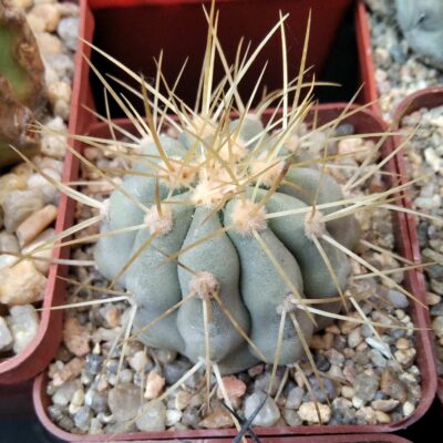 Copiapoa haseltoniana -cube-7cm-