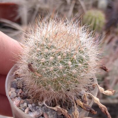 Rebutia vallegrandensis L353 -горщик-4см-сіянець-